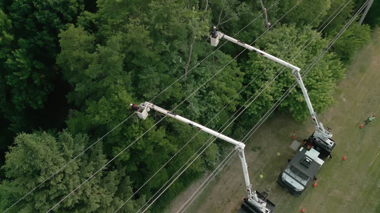 How Our Tree Care Process Works  in Wilson, OK